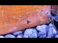 Spider traps and kills ant