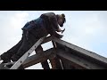 🔴  Trestle Timber Framing  - Grindbygg Part 30/30 Fīnālis