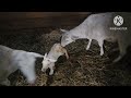 How a baby lamb is born #lambing #katahdin #lambingseason  **Graphic Content**