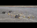 Quail Cam Returns!  Autumn Desert Evening - 11- 07 - 2023 [Watch in HD]