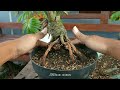 TIPS BONSAI KELAPA KURUS JADI SUBUR KEMBALI