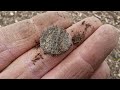 Minelab Manticore | The Legendary Beast | Metal Detecting UK | Unbelievable Day | #manticore #roman