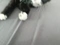 Kitten wake up