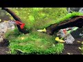 Why I Chose Guppies For My Fish Room! (Great Fish For Planted Tanks And Aquariums Of All Sizes)