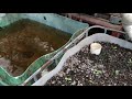 Cucumbers | now planted in AQUAPONICS