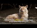 Golden Jackal || Description, Characteristics and Facts!