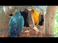 Don't get Bitten/Get bedding in Macaw nest box p2