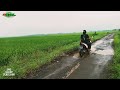 KEINDAHAN ALAM PESAWAHAN ⁉️ the natural beauty of the rice fields  Askes jalan desa terpencil rusak