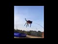 DOG JUMPS 25 FEET IN THE AIR!!!
