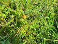 Salmon Berries Picking