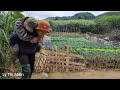 The wife was busy planting rice and had to carry her drunk husband back to the bamboo house
