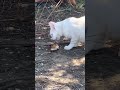 Cat Greedly Eats A Slice of Pizza