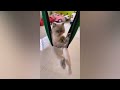 Funny Animal 2023 😂 Funniest Cats and Dogs 😺🐶 Part 27