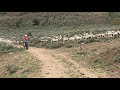 Surprised by Great Pyrenees Sheep Dogs while Mountain Biking in Heber, UT