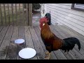 Ricky the rooster