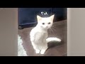 Challenge your laughter with these animals 😊 Cats and Dogs Videos