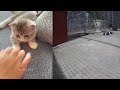 😹🤣 Best Cats and Dogs Videos ❤️😸 Funniest Animals 2024 # 21