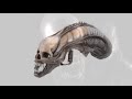 How Do Xenomorphs See? - Explained