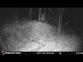 STC 0093  Big Coyote on Trailcam ; a first