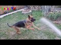 Funniest And Cute German Shepherd Dogs Videos Compilation ||NEW HD