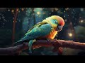 RELAX YOUR PARROT - 9Hrs of Speciality Avian Music - Soothe + Calm  🦜
