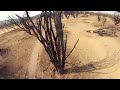 A dead tree#레이싱드론 프리스타일 # FPV Freestyle