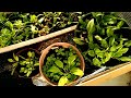 Cold frame success,salad ready to eat!