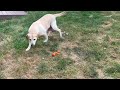 Daisy playing with her toy