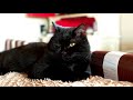 10 Mysterious Facts About Black Cats