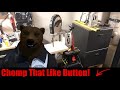 Quiet Compressor Battle (Harbor Freight Fortress vs CAT)