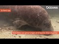 WHICH IS WHICH: Manatee or Dugong? | Oceana