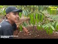 PENYEBAB POHON DURIAN TIDAK TUMBUH SUBUR