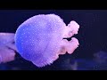 Underwater 4K Video (ULTRA HD) - Stunning Coral Reefs, Tropical Aquarium & Jellyfish