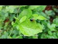 The Beauty Of Beetles/甲蟲之美/カブトムシの美しさ | Relaxation Film with Relaxing Music |