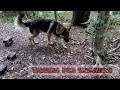 A walk with my German Shepherd