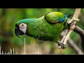 🦜MUSIC for PARROTS [GREEN] 🦜 2022 - Relaxing music for parrots, birds and birds