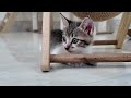 Reducing Stress by Watching Kittens Daily.