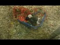 Baby hamsters looking for fooood....
