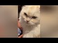 Funny Animal 2023 😂 Funniest Cats and Dogs 😺🐶 Part 29