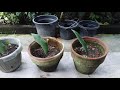 How to Propagate KADUPUL or THE QUEEN OF THE NIGHT/ Marjean Arconba