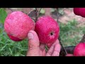 How to grafting apples with jackfruit tree using duck eggs to promote fast fruit100%