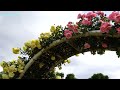 Amazing Japanese rose garden with 5,000 blooming roses 4k 2024 伊奈町制施行記念公園の満開の春バラ