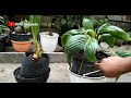 easy way to make bonsai coconut roots wrapped around a shell |  for beginners