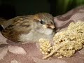 ~SPOGGY the SPARROW~ raising a 1 day old baby bird ~SO CUTE~ show #1