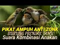 Suara Pikat Burung Prenjak ll Kombinasi Suara Anakan Ampuh Anti Zonk