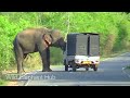 Heart-Stopping 8 Minuit Angry Wild Elephant Attack To Van And Car Passenger Out Of Van #elephant