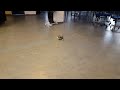 Arduino robot driving randomly around