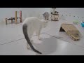 🙀 TRY NOT TO LAUGH 😸 Funniest Catss 🐕🤣