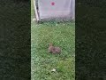 Wild Rabbit Eating Dinner | Backyard Bunny Eating Clover