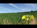 Single Yellow Flower in Light Breeze